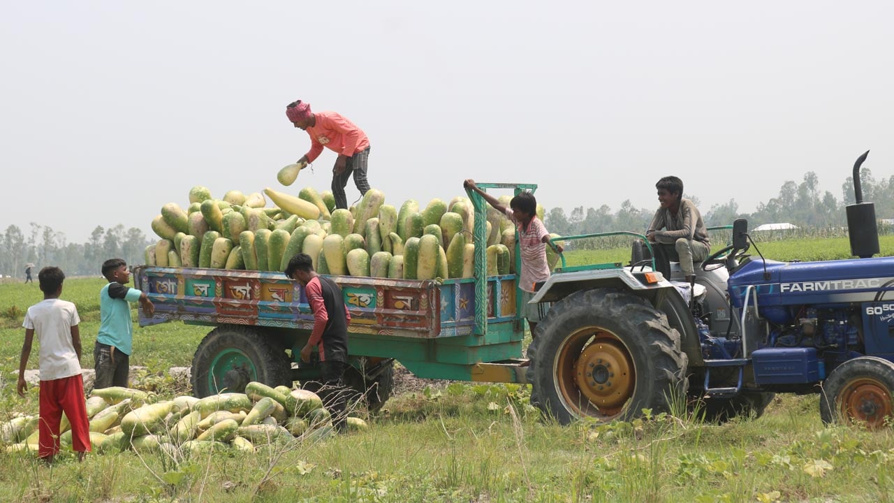 তিস্তার চরে লাউয়ের বীজ সংগ্রহ করা হচ্ছে।