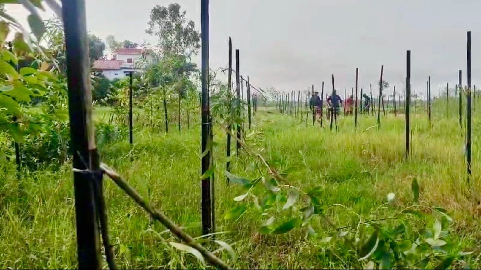 প্রবাসীর গাছের সঙ্গে এ কেমন শত্রুতা