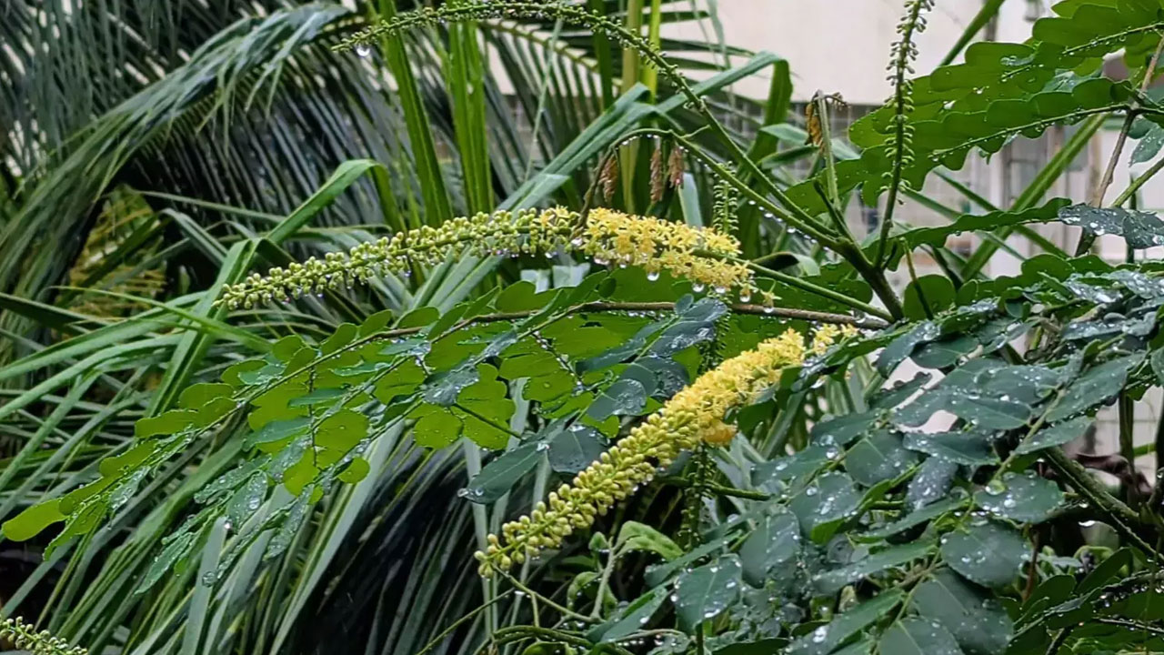 ঢাকার বাতাসের মানে লক্ষণীয় উন্নতি