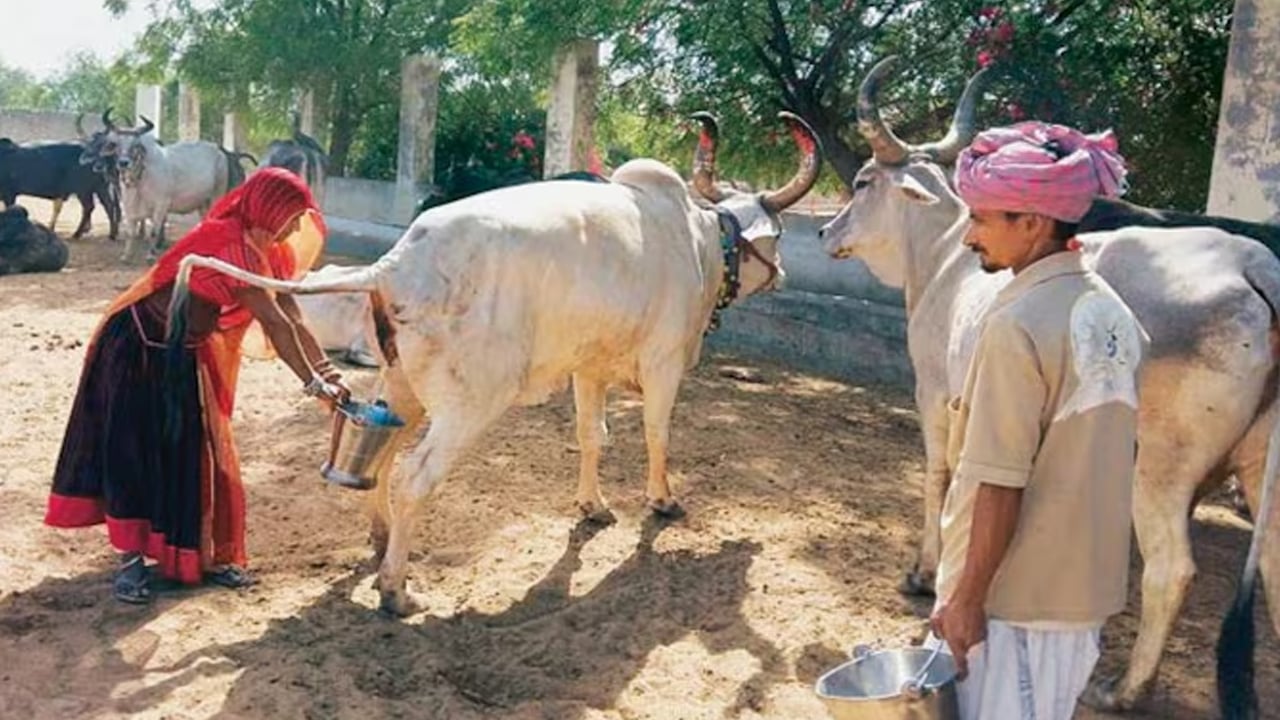 ভারতে সরকারিভাবে গোমূত্র সংগ্রহ শুরু, লিটারপ্রতি ২০ রুপি দেওয়ার পরিকল্পনা