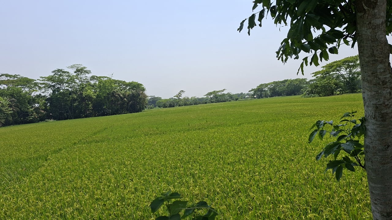 উজিরপুরে ডিজেলের সংকটে সেচ প্রকল্প বন্ধ, হুমকিতে বোরো উৎপাদন