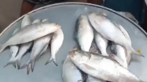 মতলব উত্তরে ডিমওয়ালা ইলিশ বিক্রি হচ্ছে প্রকাশ্যে