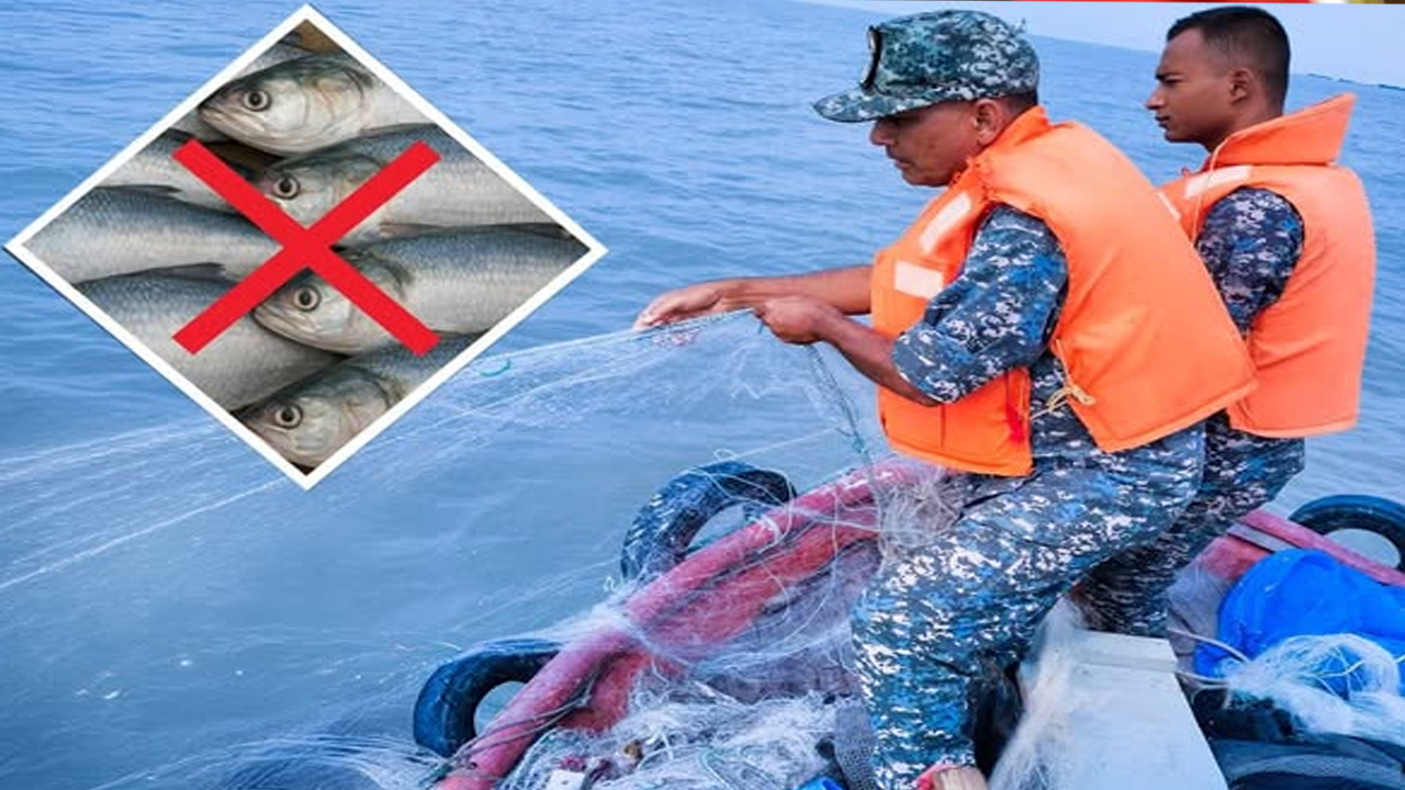 ইলিশ রক্ষায় ১৭ যুদ্ধজাহাজ মোতায়েন করলো নৌবাহিনী
