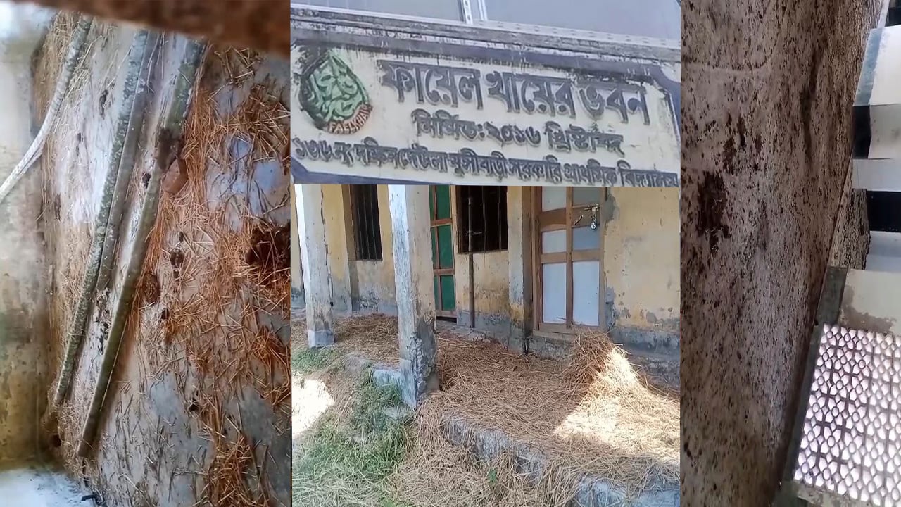 ৪ শিক্ষকের ৩ জনই একই পরিবারের, বিদ্যালয় ভবন যেন গরু-ছাগলের খামার