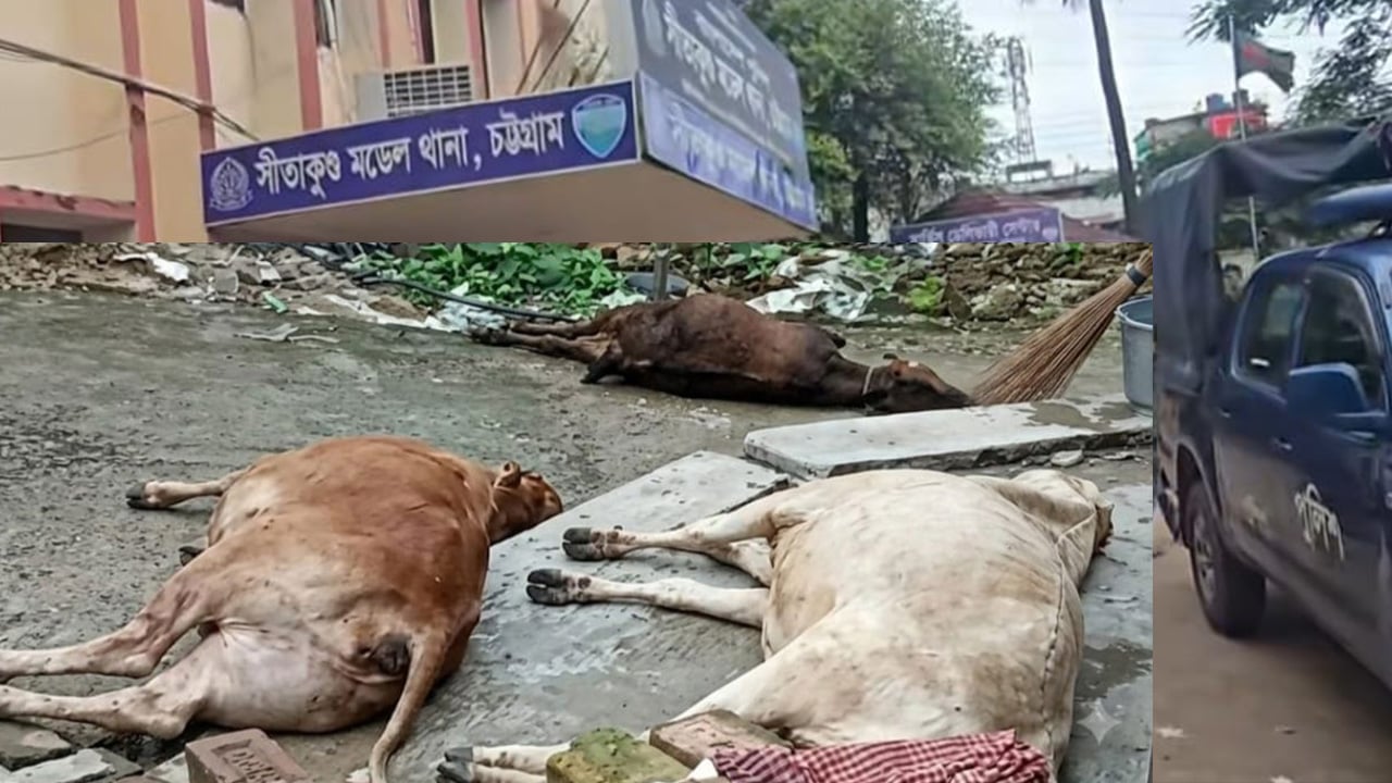 থানা কম্পাউন্ডে আহত ৮ গরু জবাই, স্বাস্থ্য পরীক্ষা নিয়ে প্রশ্ন