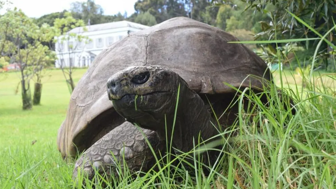 মারা যায়নি সেই ১৯৩ বছর বয়সী কচ্ছপটি!