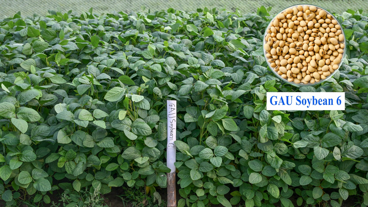 গাকৃবিতে দেশের প্রথম উচ্চ খরা সহনশীল সয়াবিনের জাত উদ্ভাবন