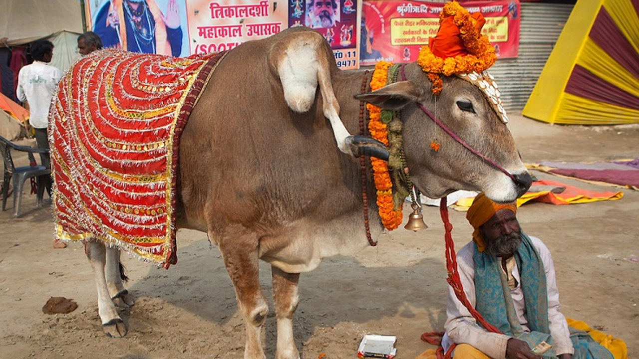 ‘গোমাতাকেই’ বাসি খাবার, ভারতে ১০ গরুর মৃত্যু