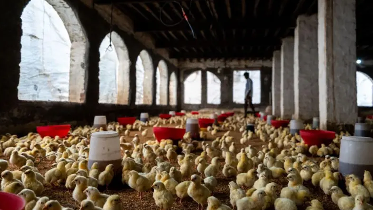 বার্ড ফ্লু কীভাবে মানুষের মধ্যে ছড়াতে পারে, যা বলছে গবেষণা