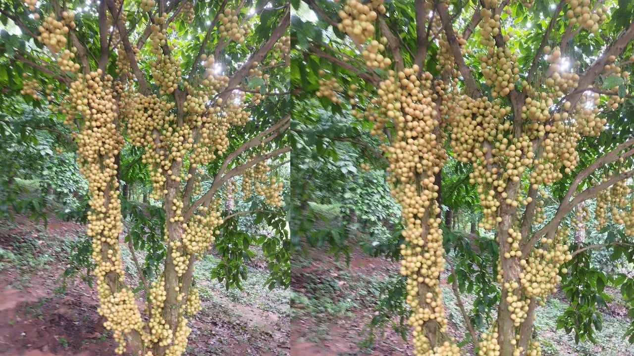 শিবপুরের লটকন যাচ্ছে বিদেশে, স্বাবলম্বী চাষিরা