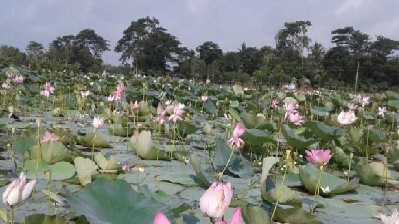 ইউনেস্কোর স্বীকৃতি পাওয়া পদ্মবিল অস্তিত্ব সংকটে