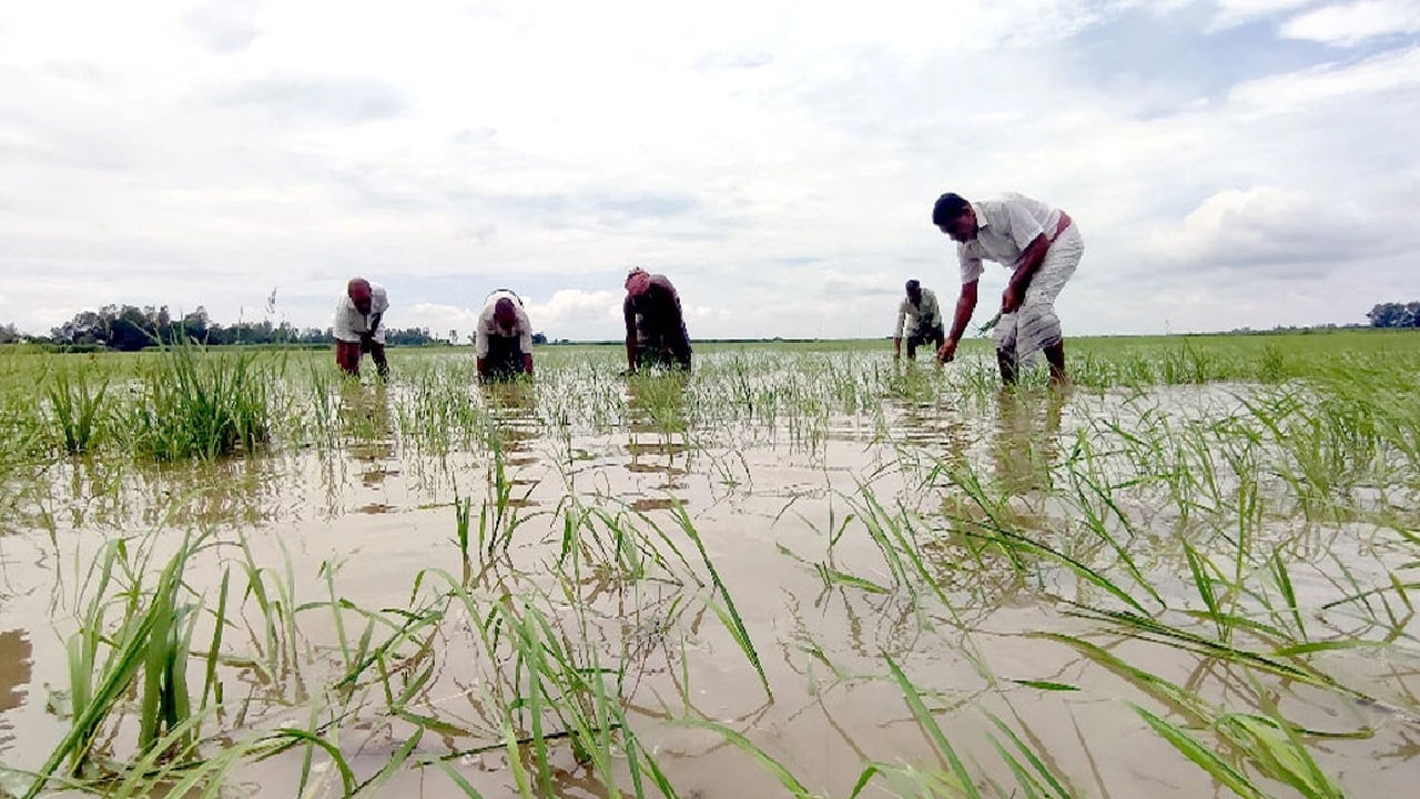 ভারী বর্ষণে ক্ষতি লক্ষাধিক হেক্টর ফসলি জমি