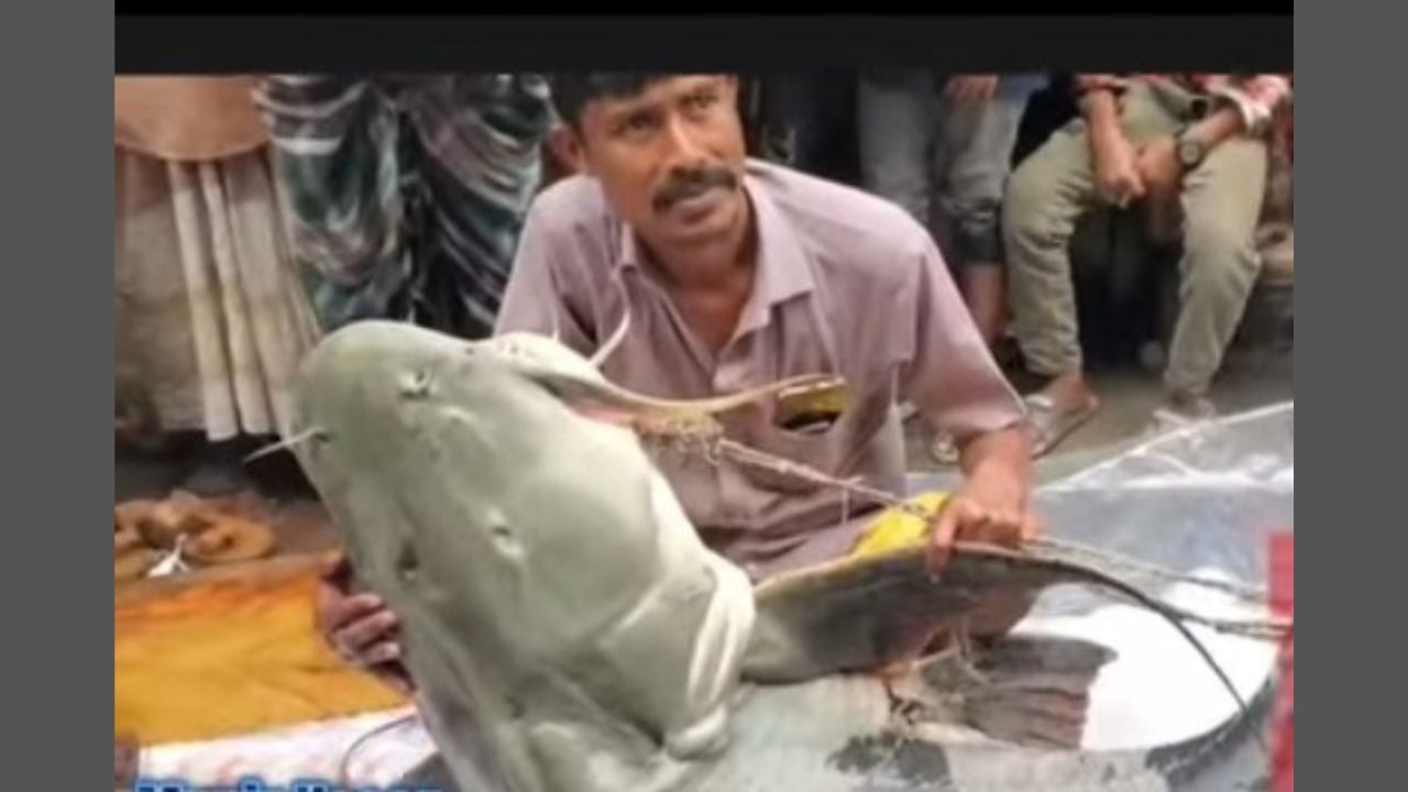 ফুলছড়িতে ধরা পড়ল ৯০ কেজি ওজনের বাগাড় মাছ