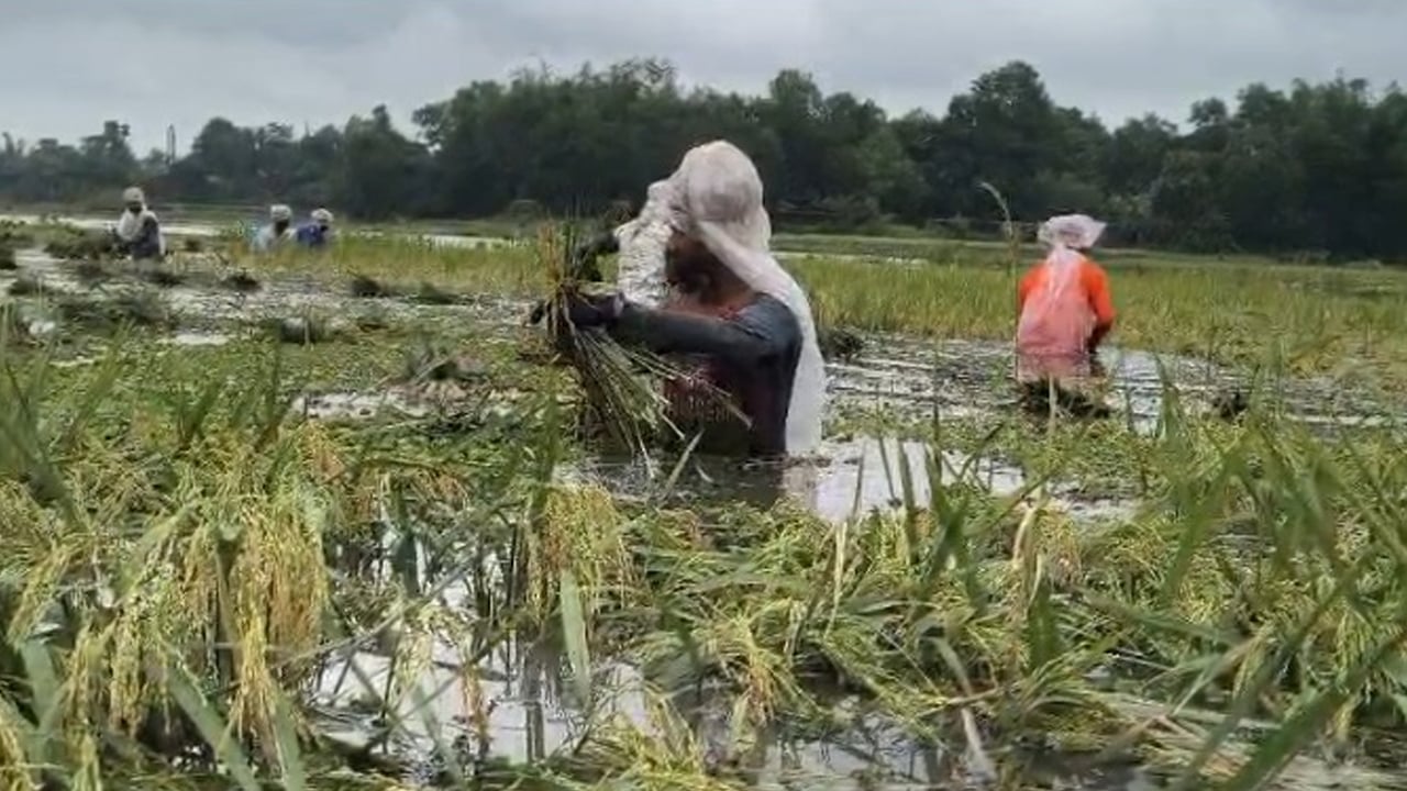 ভালুকায় টানা বৃষ্টিতে পানির নিচে বোরো ধান, দিশেহারা কৃষক