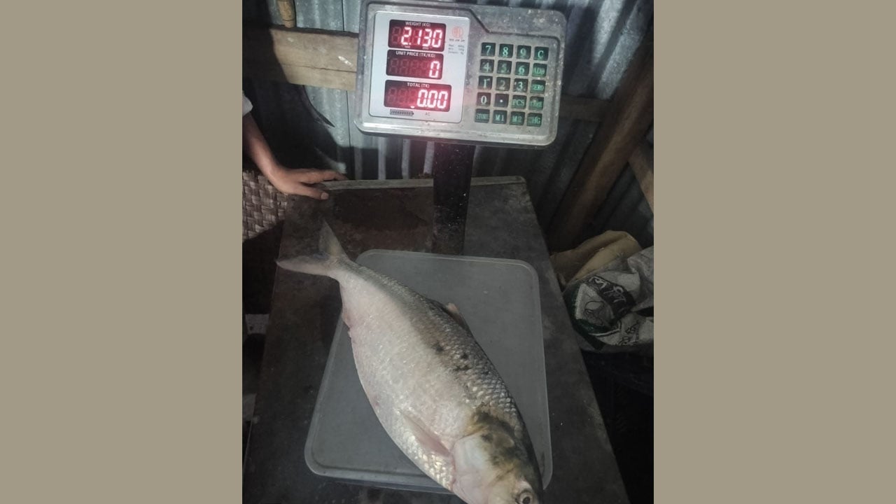 মেঘনায় ধরা পড়ল রাজা ইলিশ, বিক্রি ৯ হাজার টাকায়