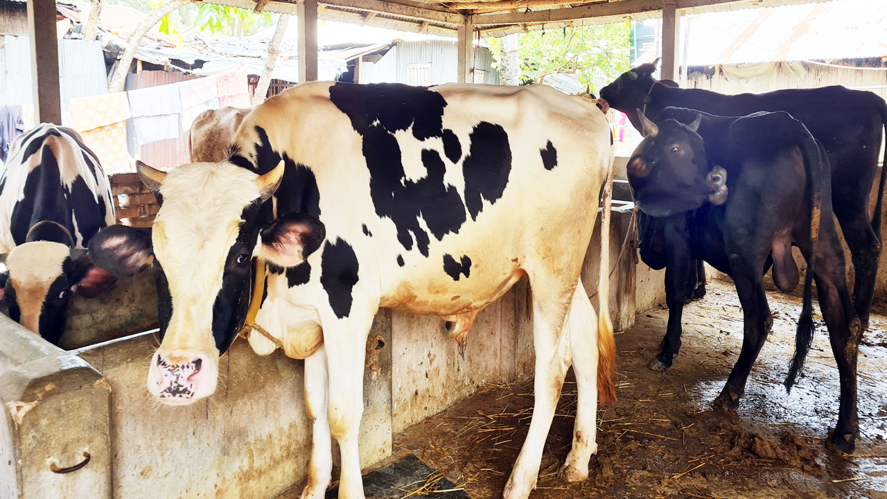 রাজশাহীতে চাহিদার অতিরিক্ত লক্ষাধিক কোরবানির পশু প্রস্তুত