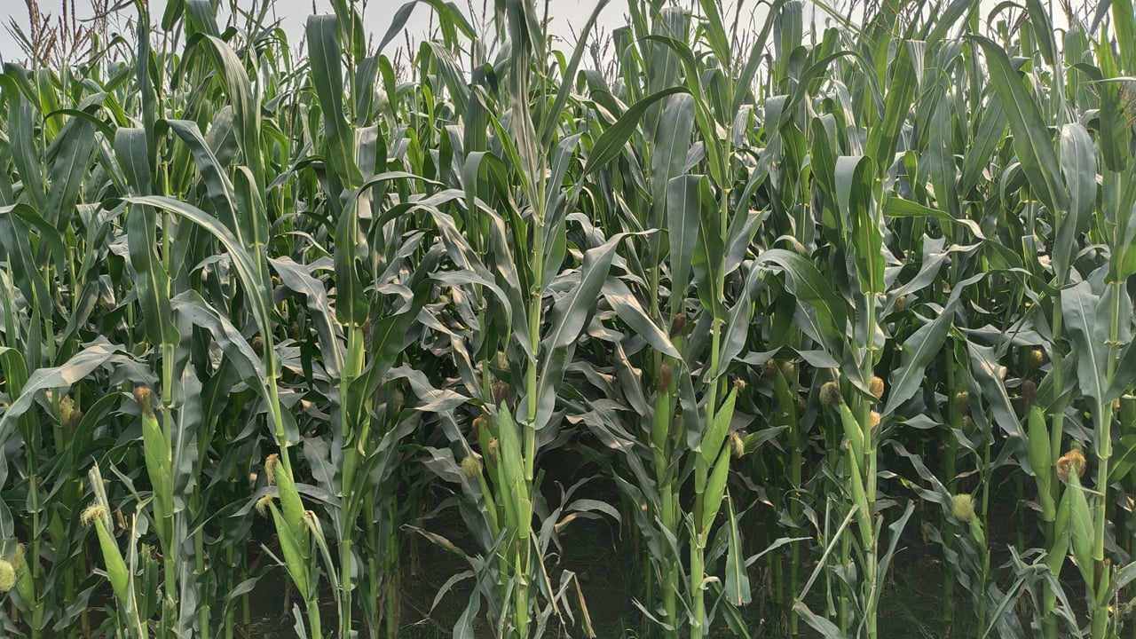 শ্রীবরদীতে বেড়েছে ভুট্টার আবাদ, বাম্পার ফলনের সম্ভাবনা