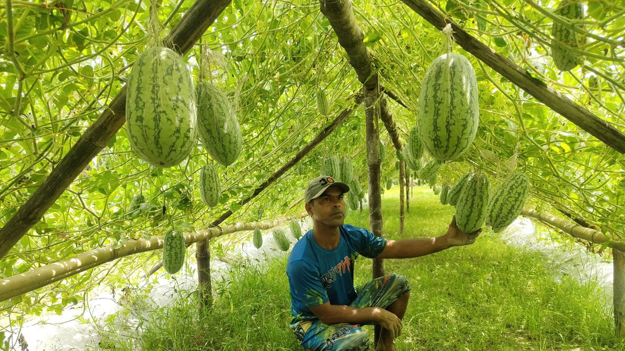 থাইল্যান্ডের কানিয়া তরমুজে হাসিবুরের সাফল্য, ২০ শতকে লাখ টাকার আশা