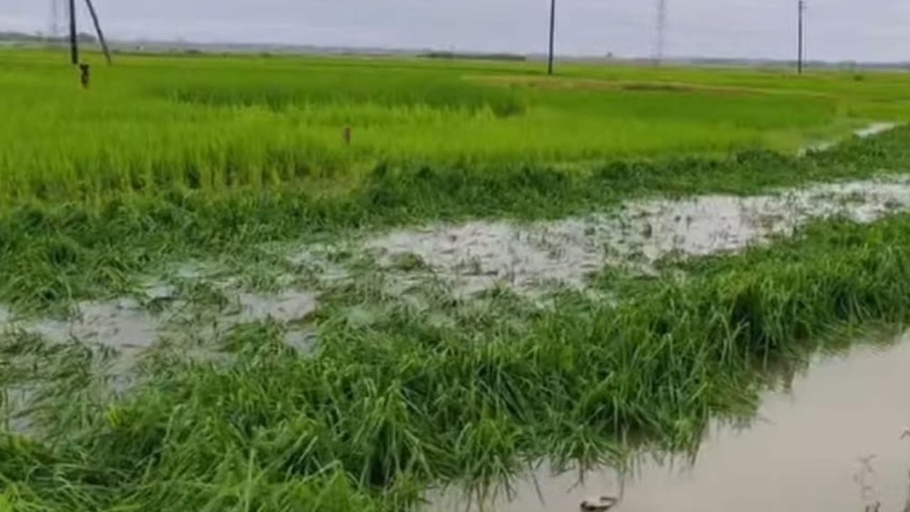 সুনামগঞ্জে হাওরে শিলাবৃষ্টি, ফসল নিয়ে দুশ্চিন্তায় কৃষক