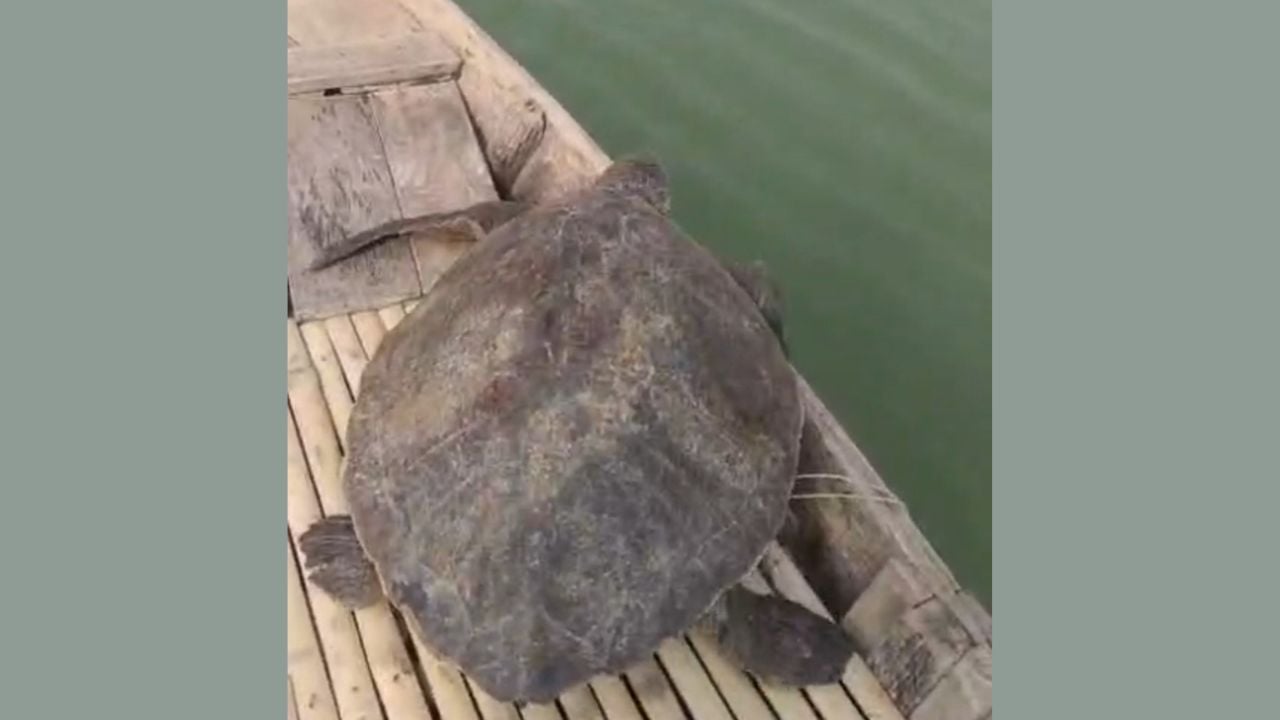 শিবচরে ৩২ কেজি ওজনের কচ্ছপ উদ্ধার