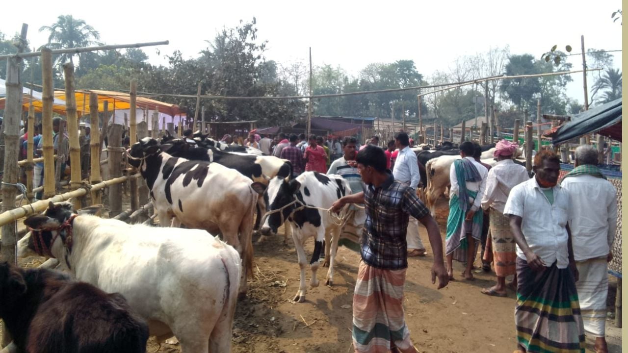 ভাঙ্গুড়ায় পশুর হাটে অতিরিক্ত খাজনা আদায়ের অভিযোগ