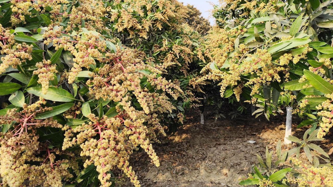 নওগাঁয় মুকুলে ছেয়ে গেছে আমবাগান, ভালো ফলনের প্রত্যাশা মালিকদের