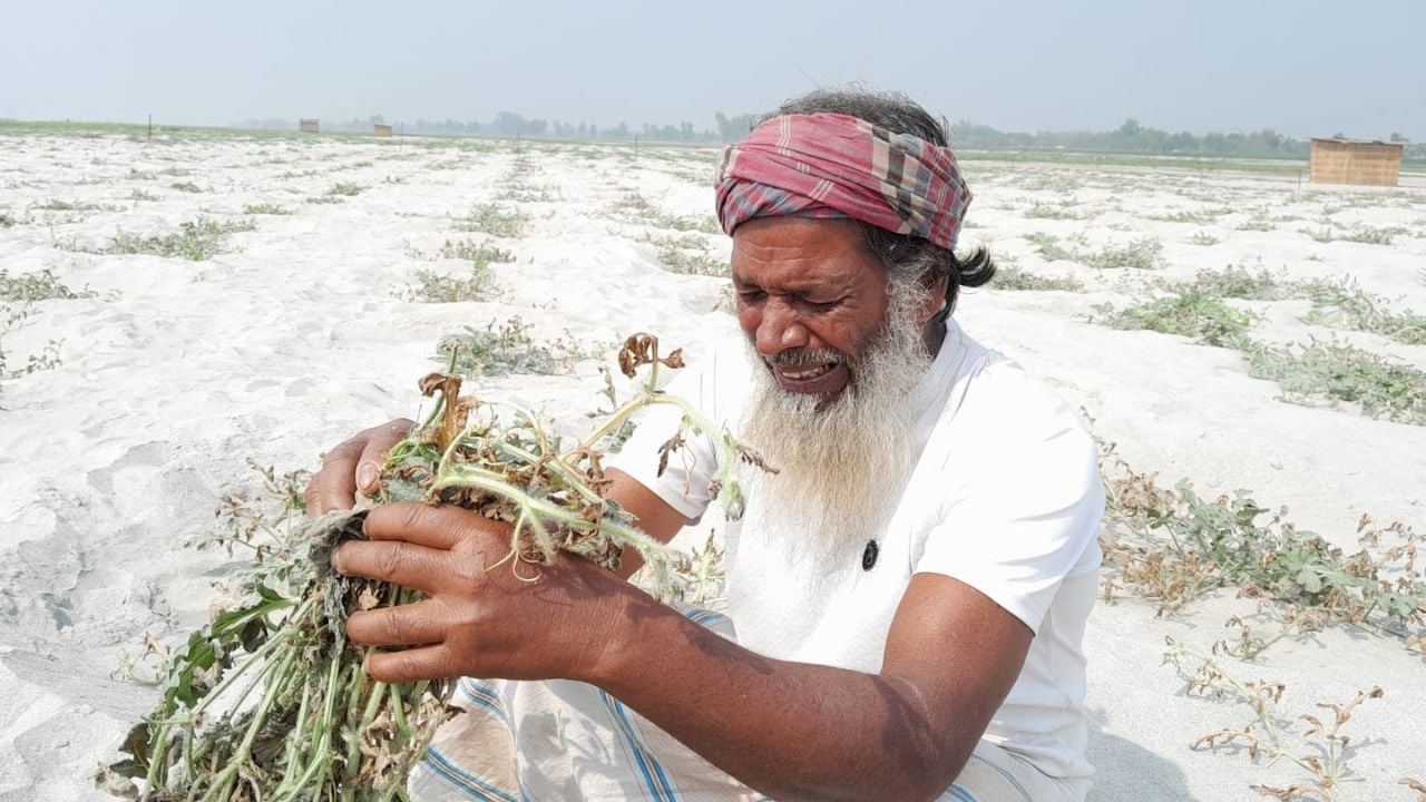 পাটগ্রামে ক্ষেতে বিষাক্ত পদার্থ ছিটিয়ে ৫ কৃষকের ৩০ লাখ টাকার ক্ষতি