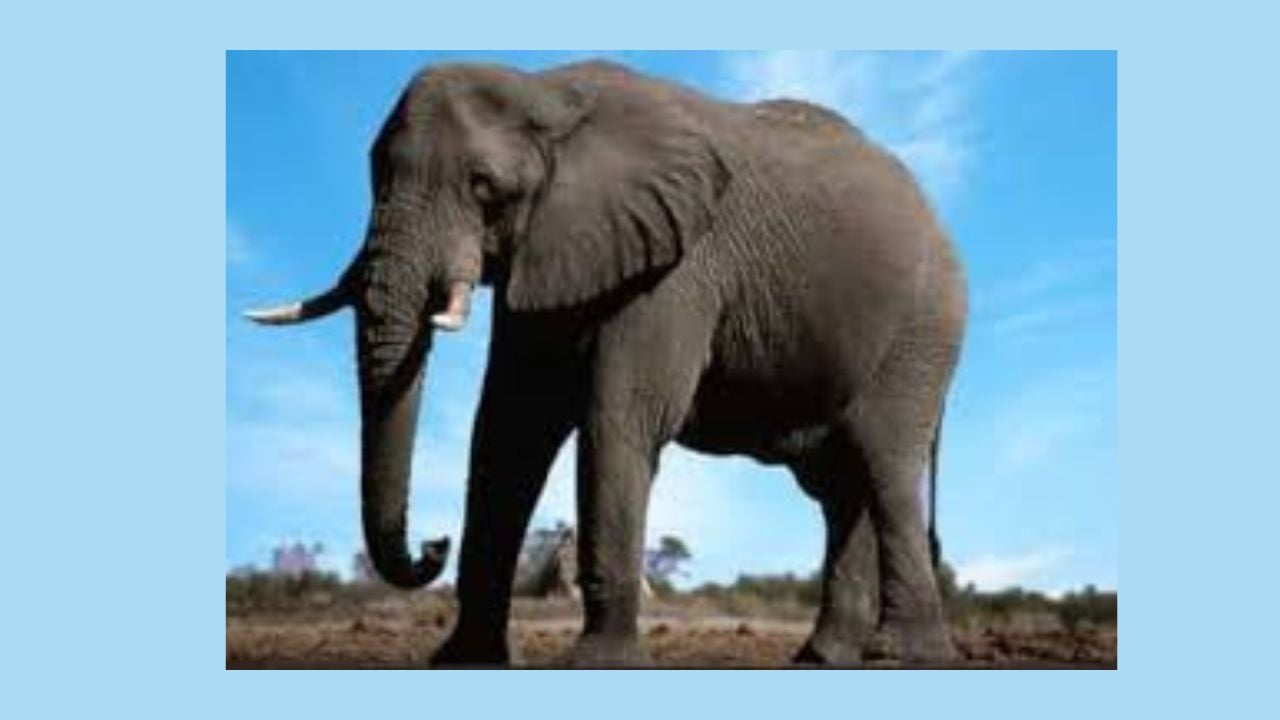 লামায় বন্যহাতির আক্রমণে প্রাণ গেল কৃষকের