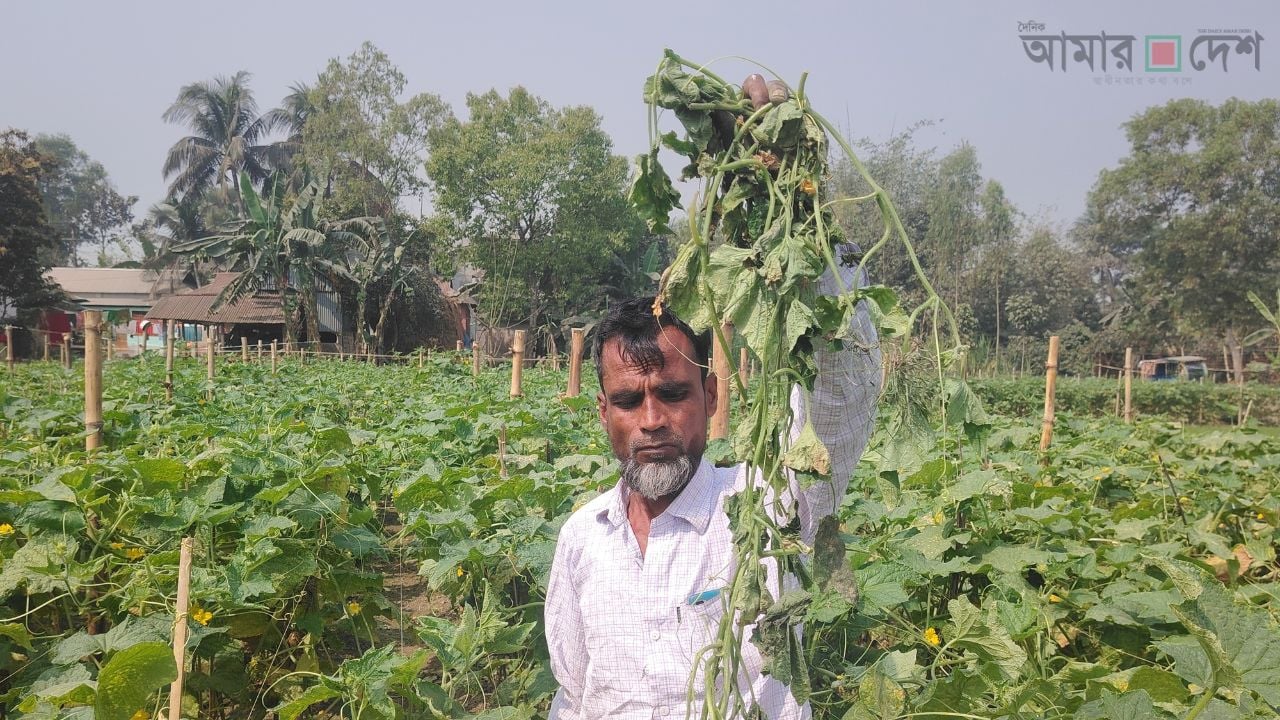 শ্রীপুরে রাতের আঁধারে দুর্বৃত্তরা কেটে দিয়েছে কৃষকের শসা ক্ষেত