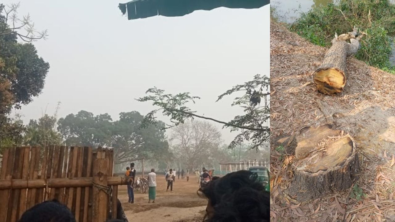 কমলগঞ্জে গাছ চুরি করতে গিয়ে একজনের মৃত্যু, আরেকজন আহত