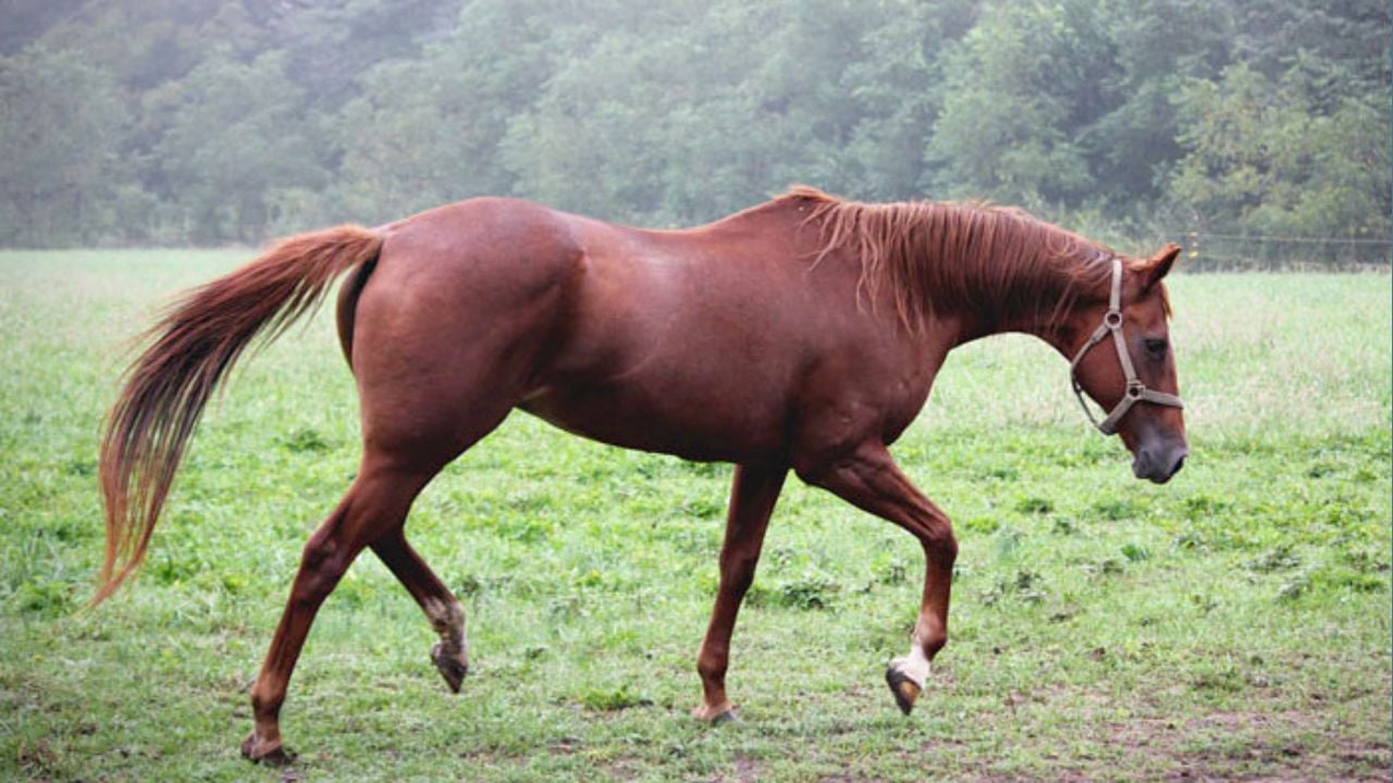 নবাবগঞ্জে ঘোড়ার মাংস বিক্রির অভিযোগে তিনজনের কারাদণ্ড