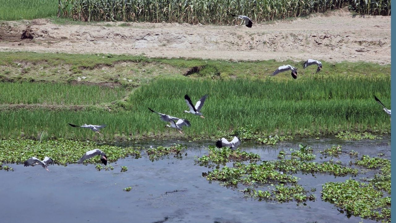 ধুনটে ইছামতি নদীর বুকে অতিথি পাখির সমাগম