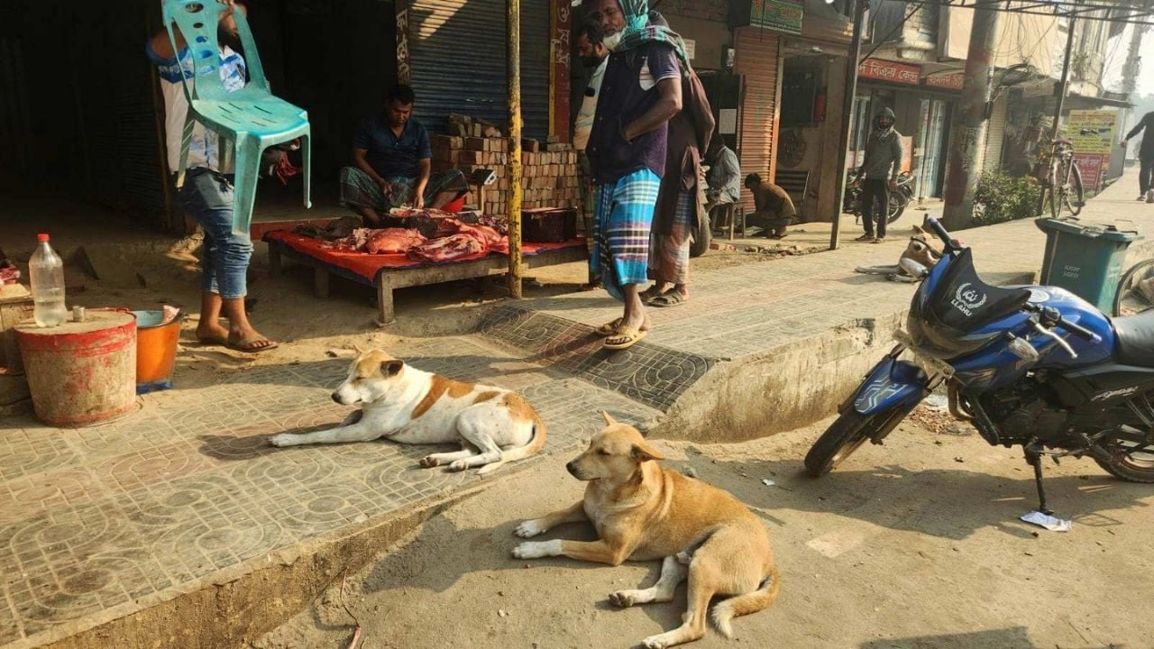 ভেড়ামারায় বেওয়ারিশ কুকুরের কামড়ে আহত ৪০