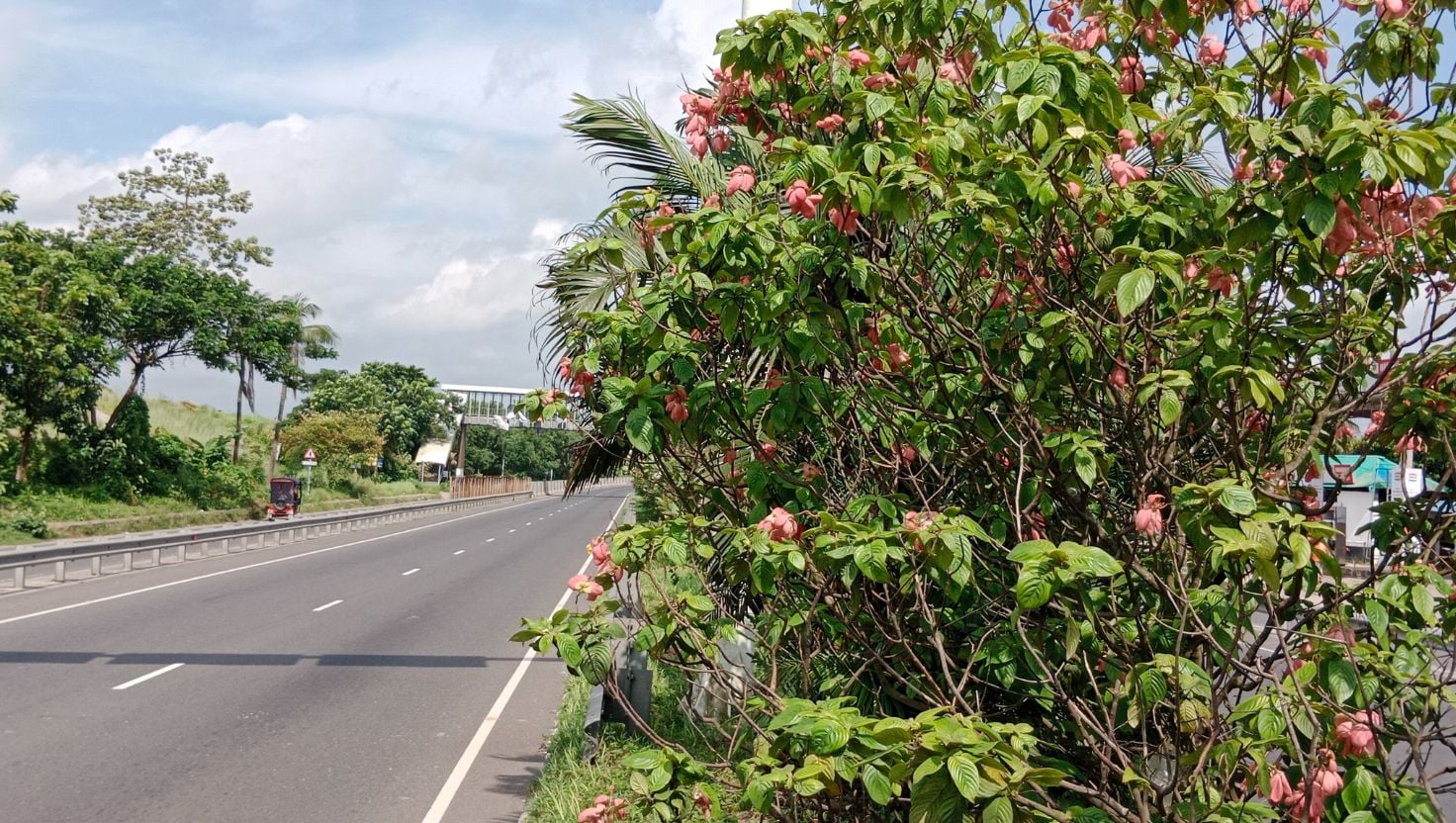 ফুলে ফুলে রঙিন ঢাকা–ভাঙ্গা-খুলনা এক্সপ্রেসওয়ে