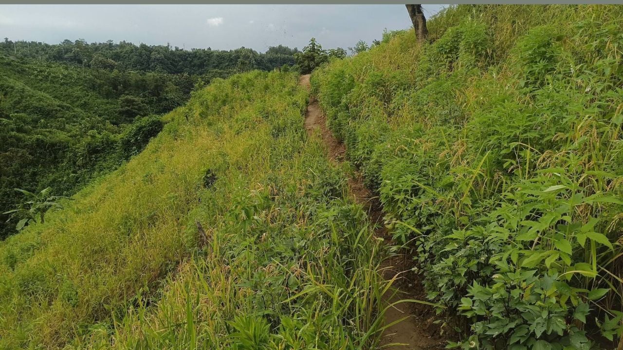 জুমের পাকা ধান। ছবি: আমার দেশ