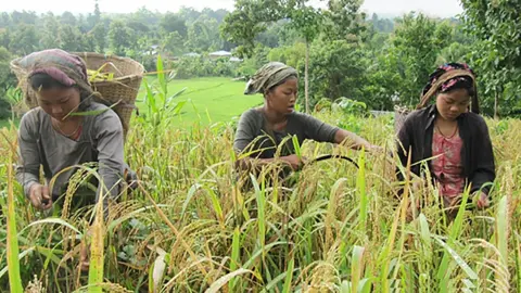 দুর্গম পাহাড়ে জুমের প্রকৃতিনির্ভর পাকা ধান
