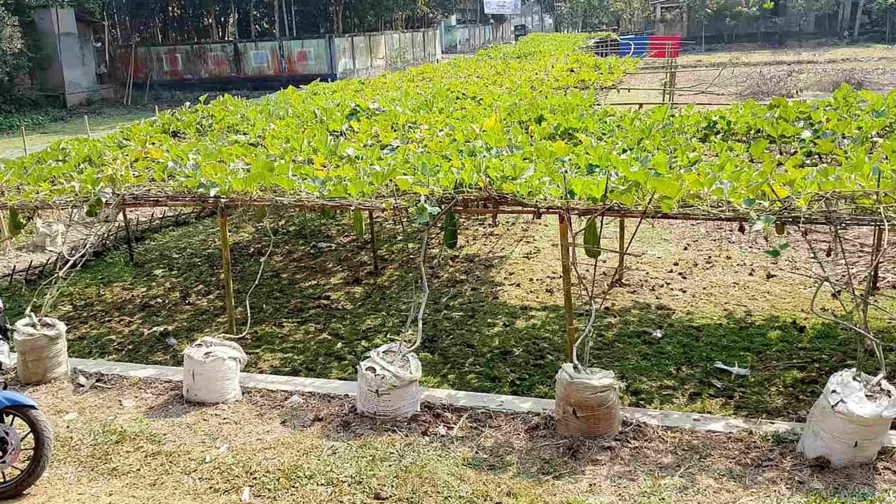 ওসমানীনগরে বস্তায় লাউ চাষে যুবকের ভাগ্য বদল