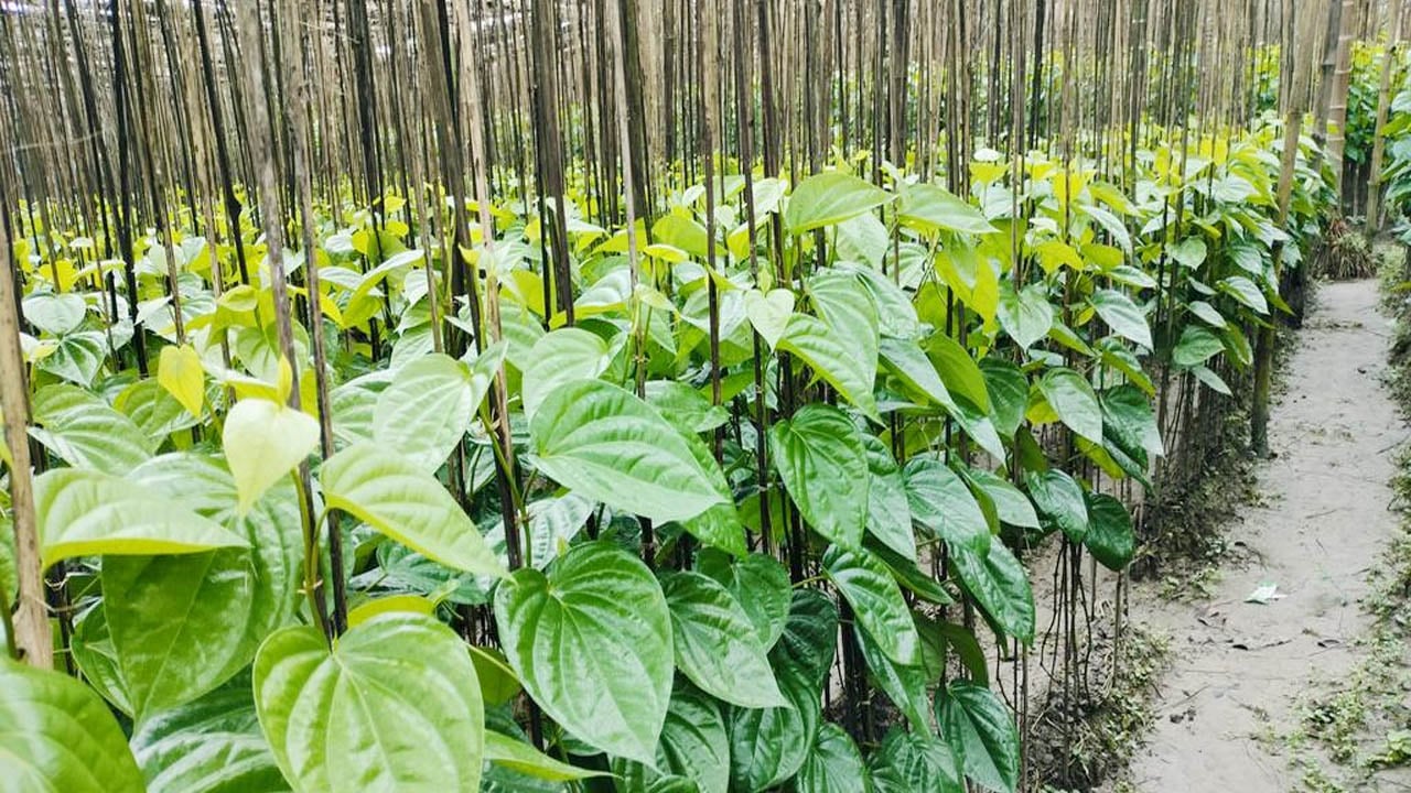 পানের ন্যায্য দাম না পেয়ে হতশায় হাইমচরের চাষিরা