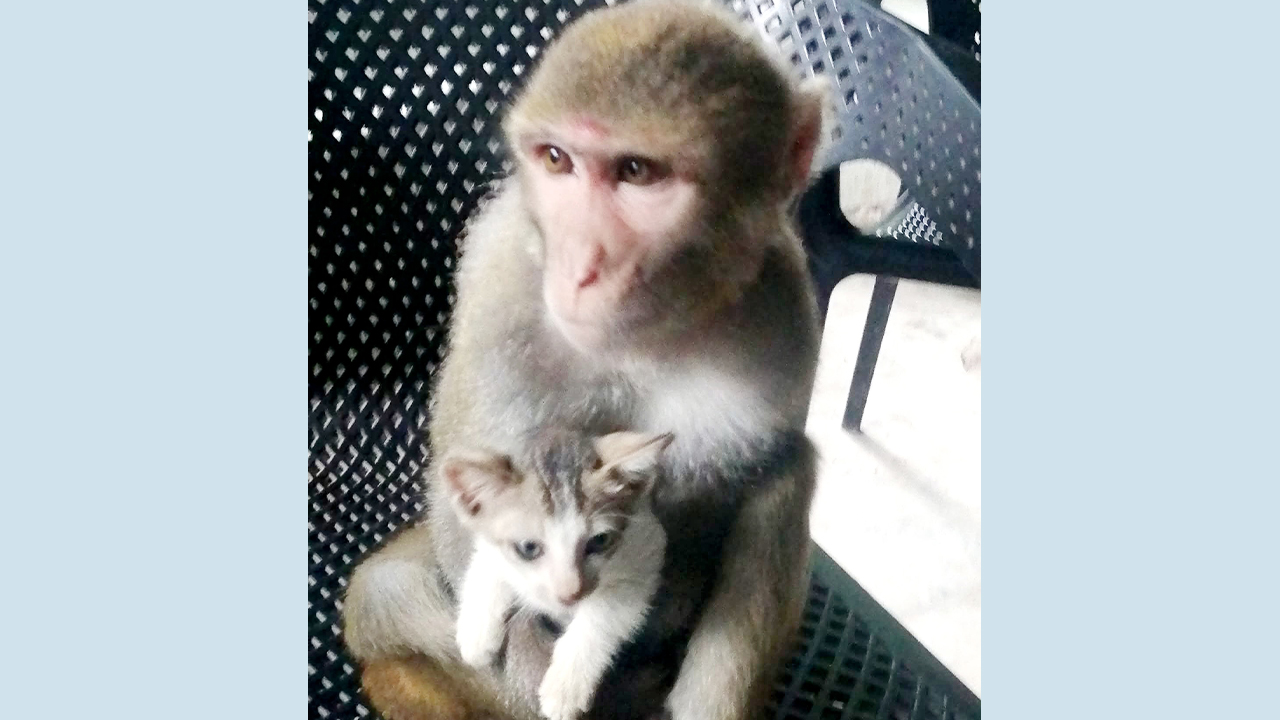 বানরের মমতায় মন্ত্রমুগ্ধ পর্যটক, ভালোবাসা চিরন্তন