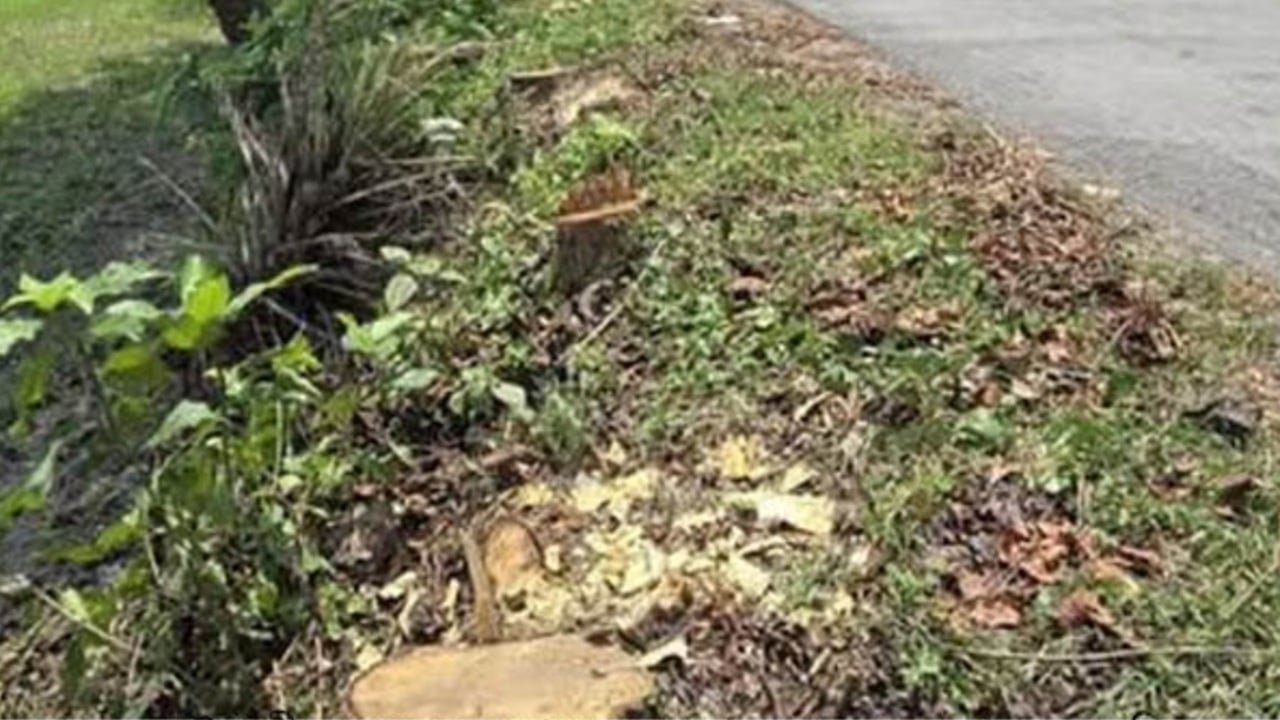 সরকারি রাস্তার গাছ কেটে নিচ্ছে দুর্বৃত্তরা, কর্তৃপক্ষ নীরব