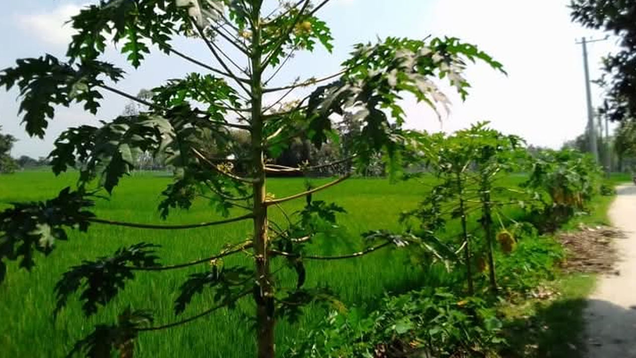 আদিতমারীতে পতিত জমিতে বাড়ছে পেঁপে চাষ