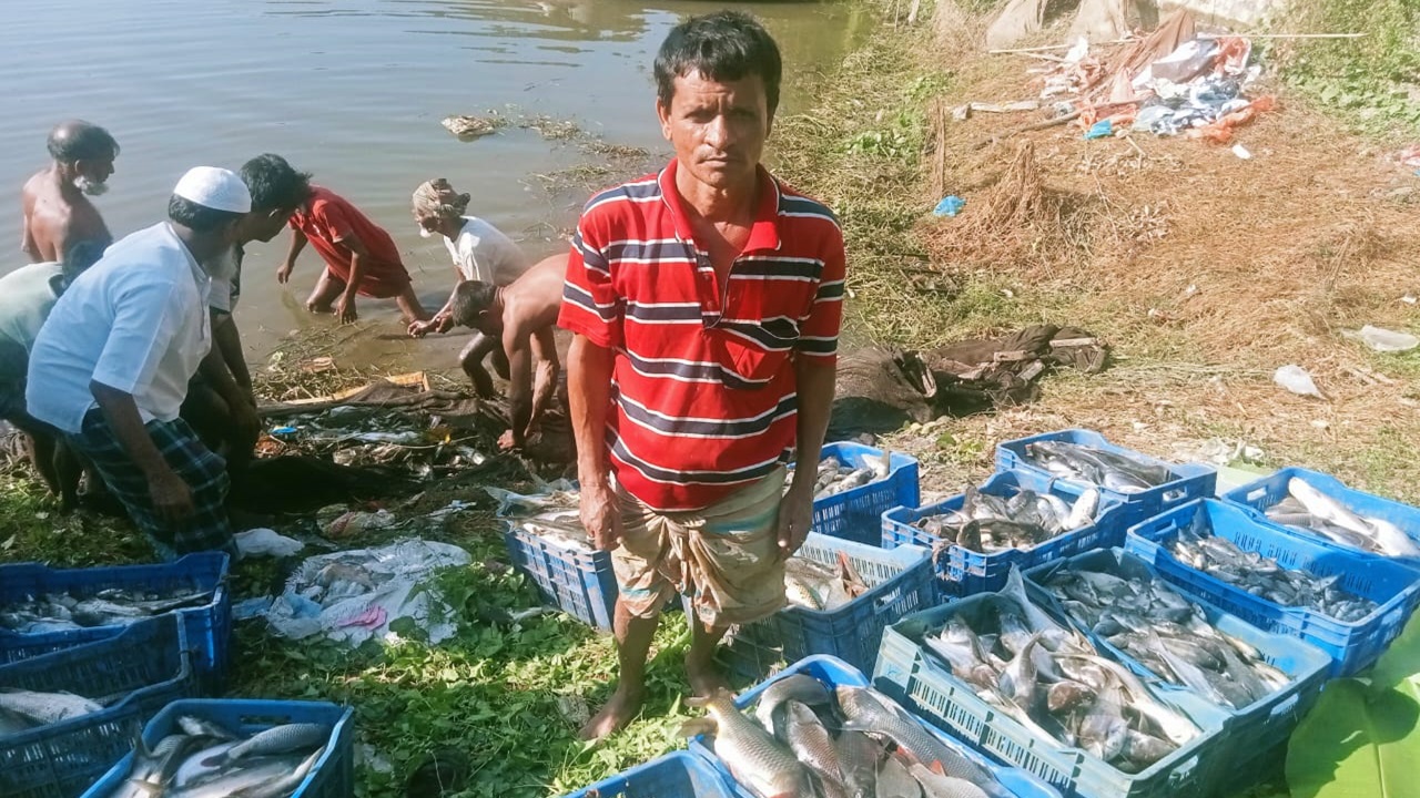 কুমিল্লায় কৃষকের পুকুরে বিষ দিয়ে মাছ মেরে ফেলল দুর্বৃত্তরা