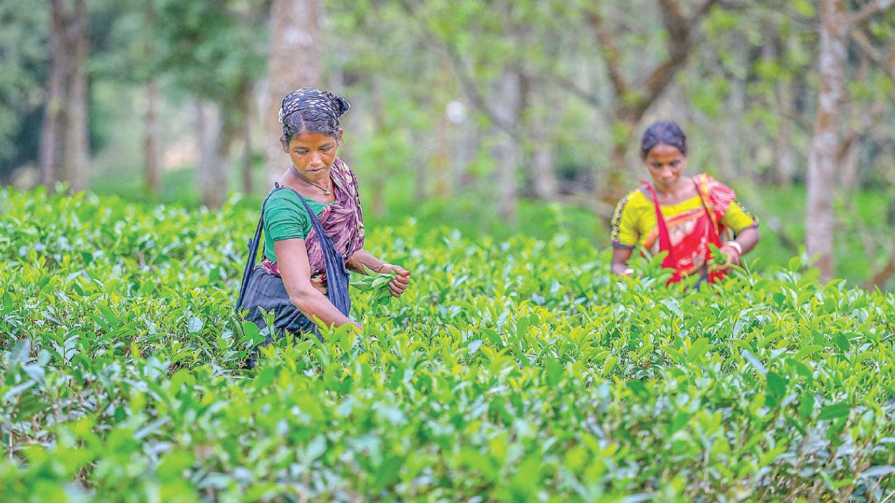 আগাম বৃষ্টিতে এবার চা উৎপাদনে আশার আলো