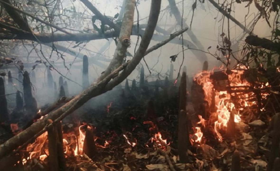 সুন্দরবনের কলমতেজী এলাকায় আগুন