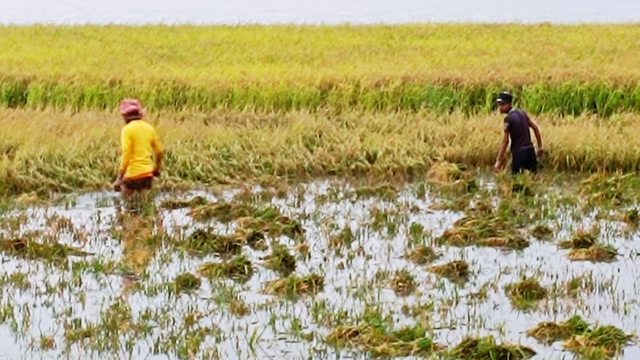 তলিয়ে গেছে ১৬০০ হেক্টর জমির পাকা ধান
