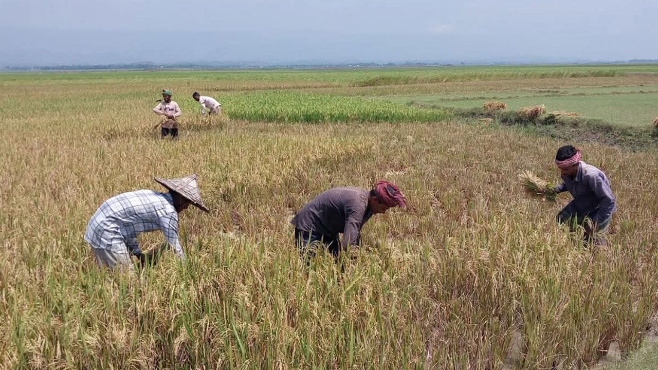 শ্রমিক সংকটে কাটা যাচ্ছে না ধান, মিলছে না হারভেস্টার