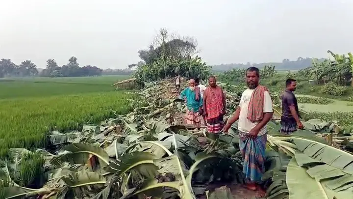 রাতের আঁধারে ৪ কৃষকের ৭ শতাধিক কলাগাছ কাটল দুর্বৃত্তরা
