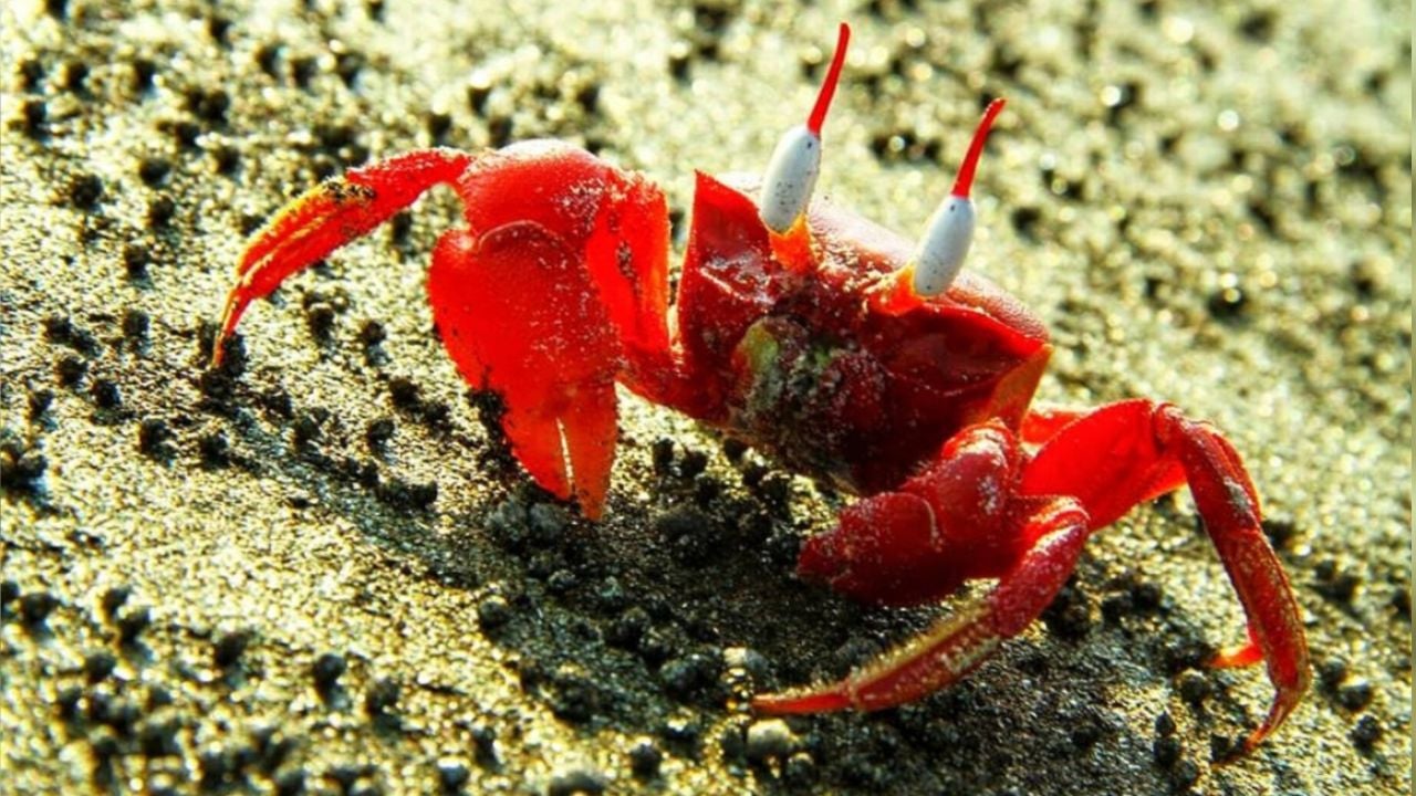 কুয়াকাটায় লাল কাঁকড়ার লুকোচুরি:পর্যটকদের বাড়তি আকর্ষণ