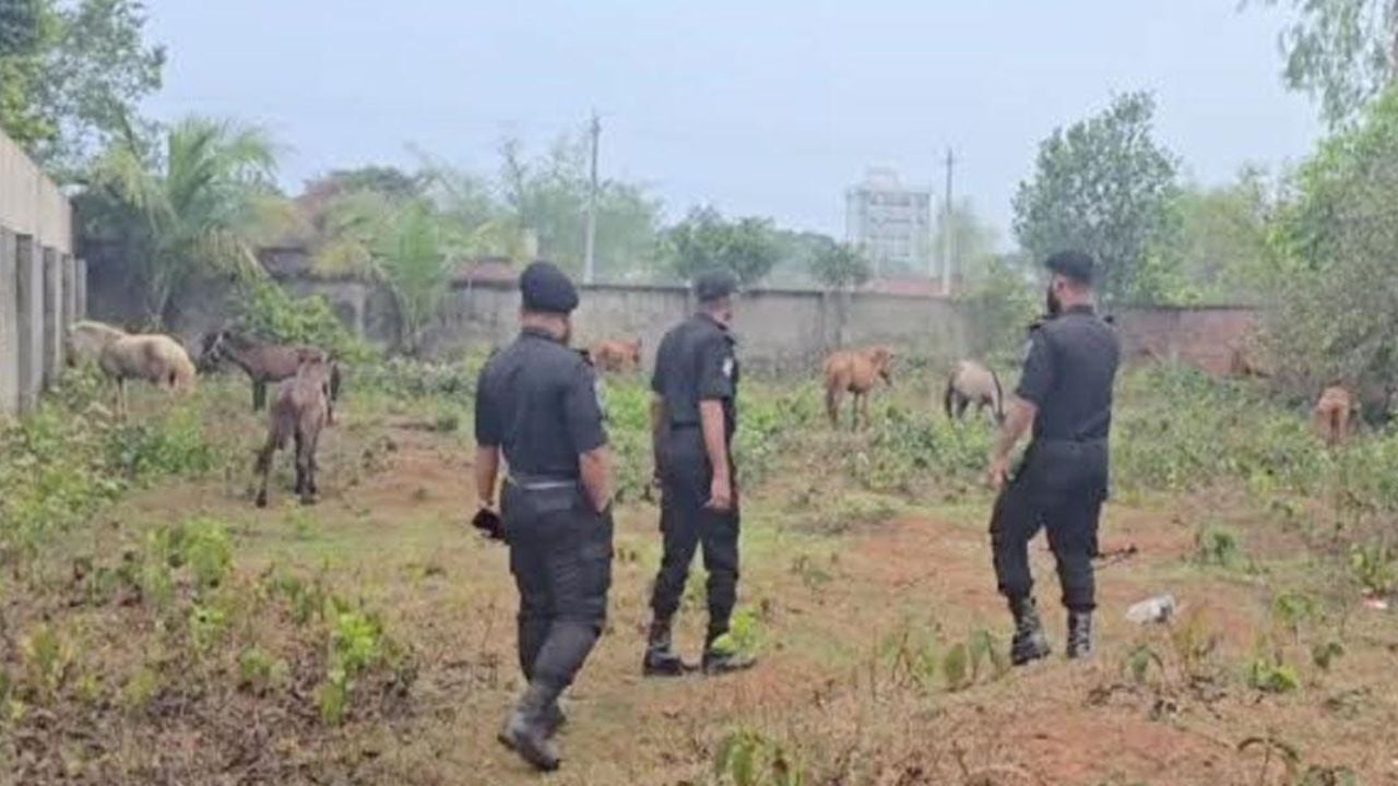 রূপগঞ্জে গরুর নামে ঘোড়ার মাংস বিক্রি