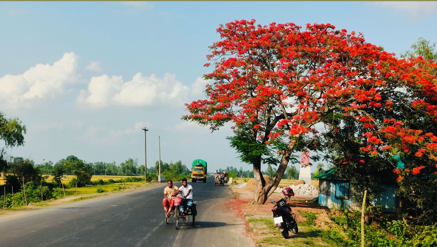 পথচারীদের মন রাঙাচ্ছে রঙিন কৃষ্ণচূড়া